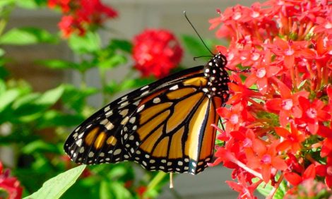 mariposas-monarca